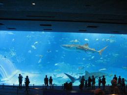 沖縄美ら海水族館 「黒潮の海」