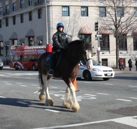 ワシントンD.C. 騎馬警察